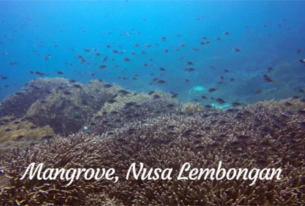 Mangrove, Nusa Lembongan Mangrove, Nusa Lembongan